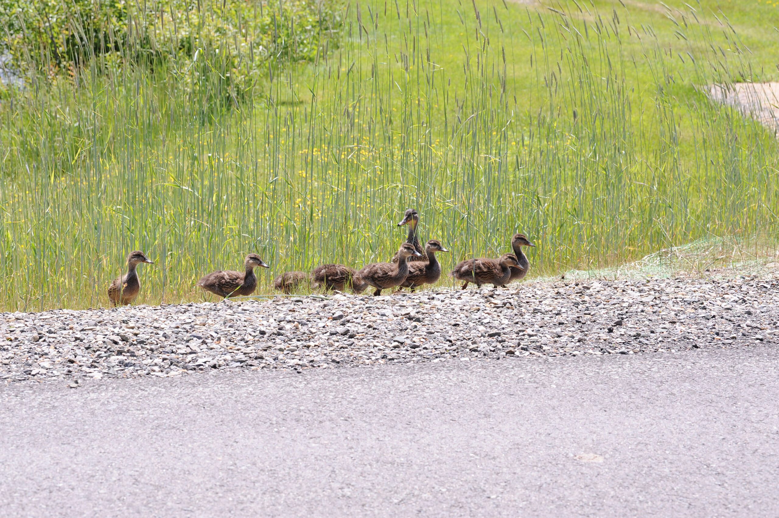 Herres Photography photo of mom and baby ducks in Pittsburg NH.